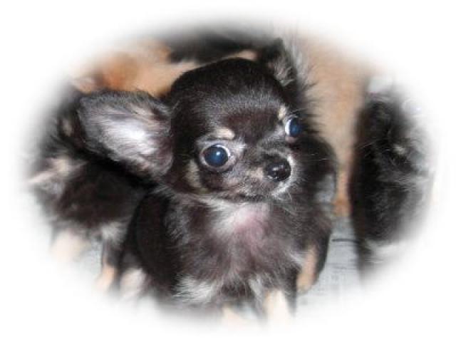 チワワ（ロングコート）