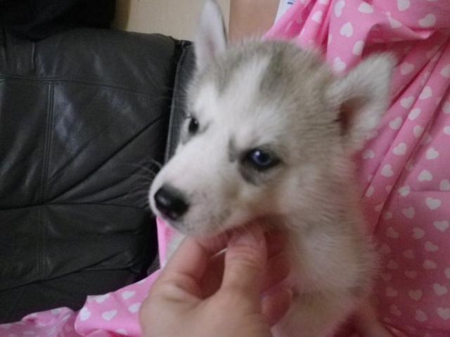 シベリアンハスキー