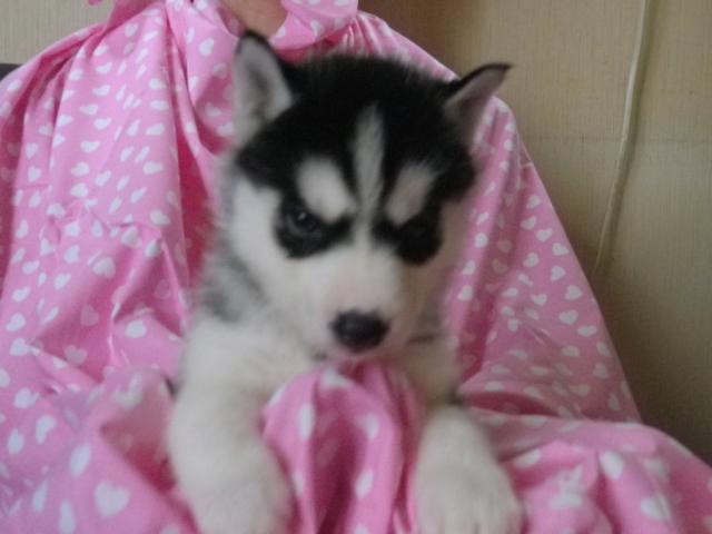 シベリアンハスキー