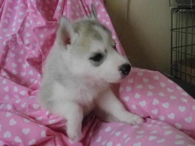 シベリアンハスキー