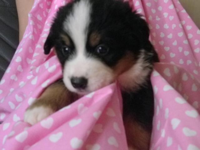 バーニーズマウンテンドッグ