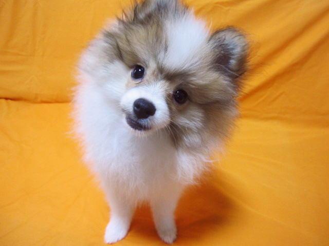 ポメラニアン