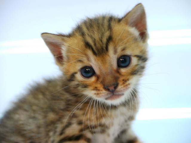 ベンガルブラウン・スポテッド・タビー