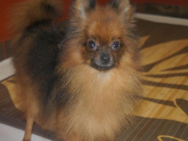 ポメラニアン