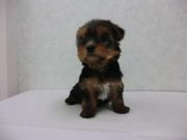 ヨークシャーテリア