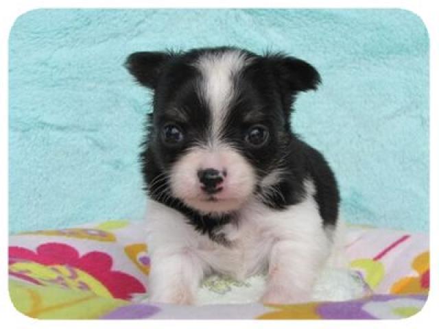 チワワ（ロングコート）