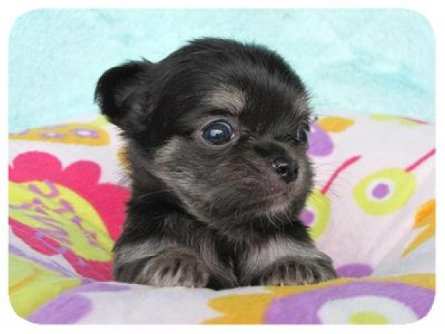 チワワ（ロングコート）