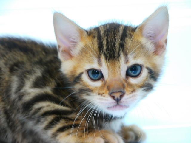 ベンガルブラウン・スポテッド・タビー