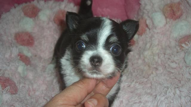 チワワ（ロングコート）父親JKC．CH