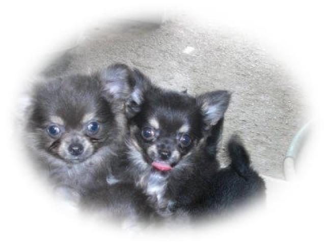 チワワ（ロングコート）