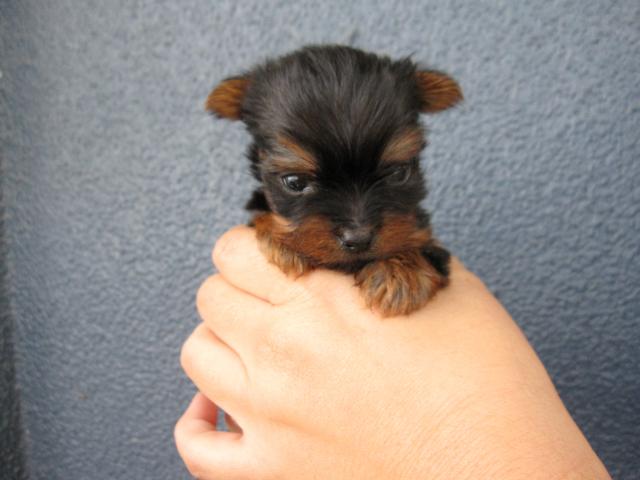 ヨークシャーテリア