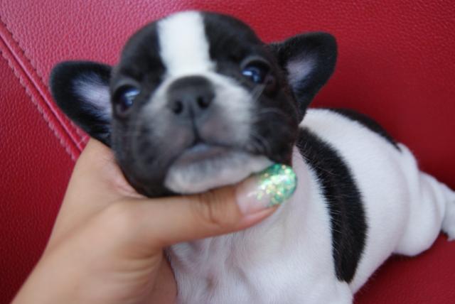 フレンチブルドッグ