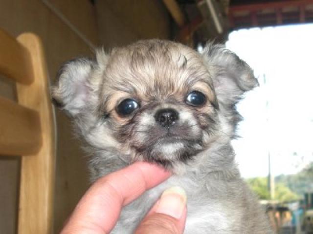 チワワ（ロングコート）