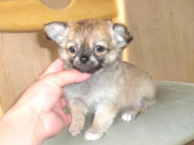 チワワ（ロングコート）