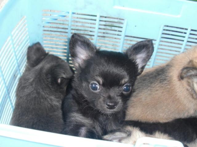 チワワ（ロングコート）