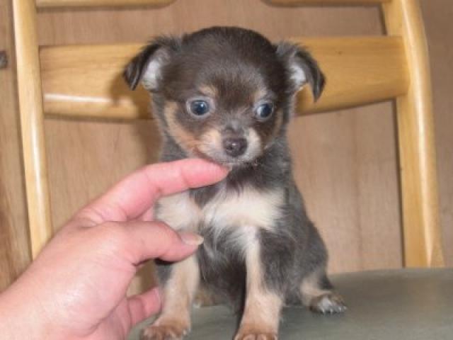 チワワ（ロングコート）