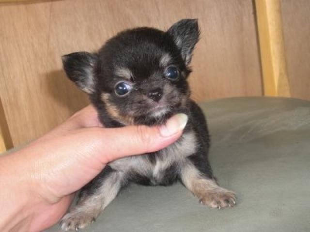 チワワ（ロングコート）