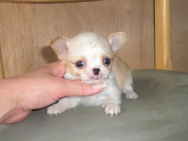 チワワ（ロングコート）