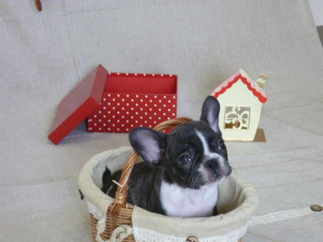 フレンチブルドッグ