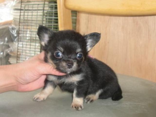 チワワ（ロングコート）