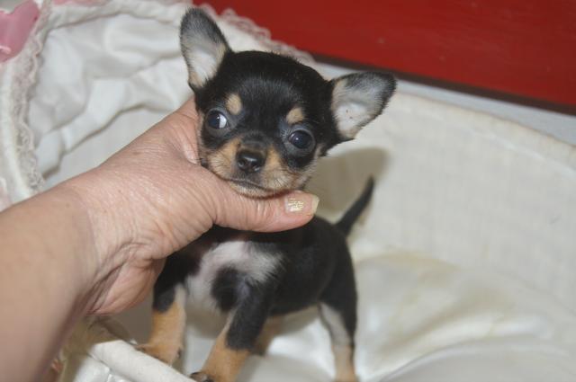 チワワ（スムースコート）