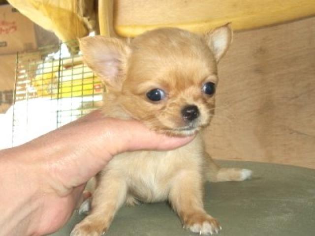 チワワ（ロングコート）