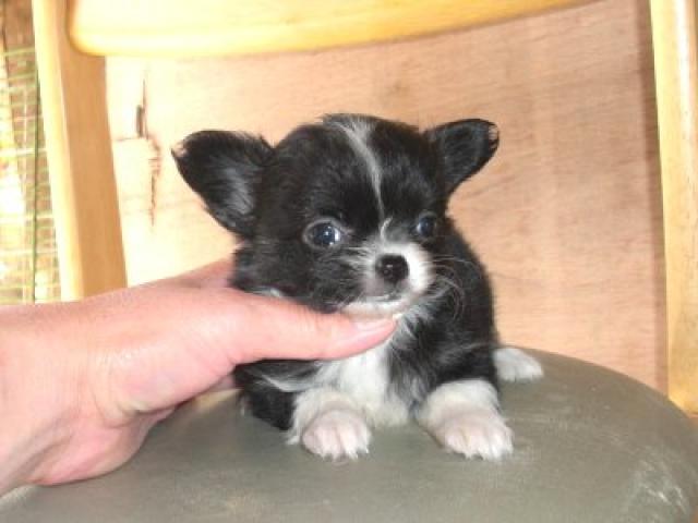 チワワ（ロングコート）