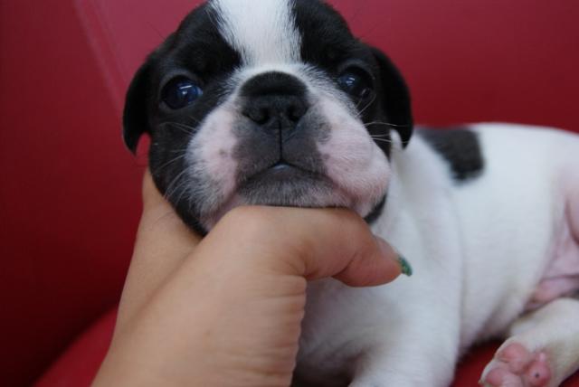 フレンチブルドッグ