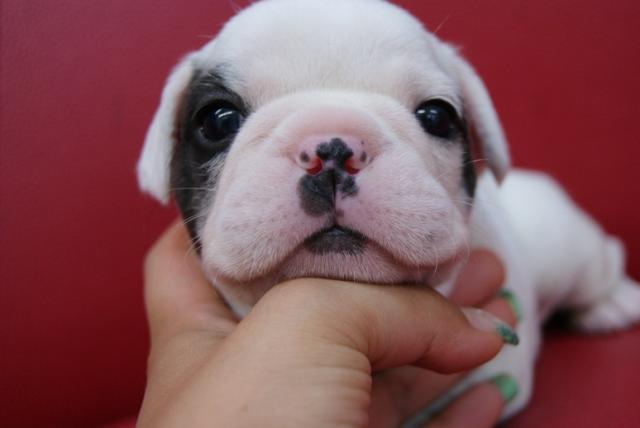 フレンチブルドッグ