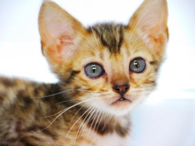 ベンガルブラウン・スポット（ロゼット）