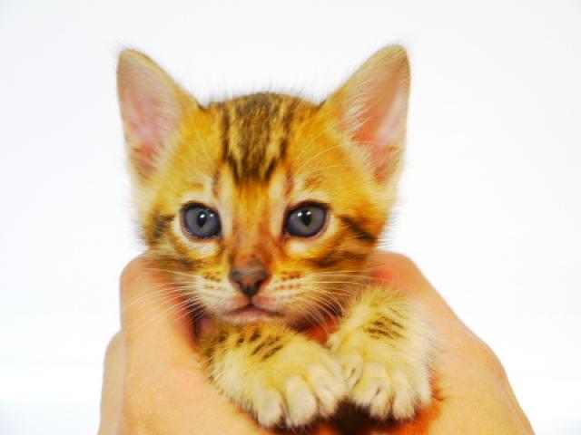 ベンガルブラウン・スポット（ロゼット）