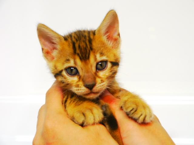 ベンガルブラウン・スポット（ロゼット）