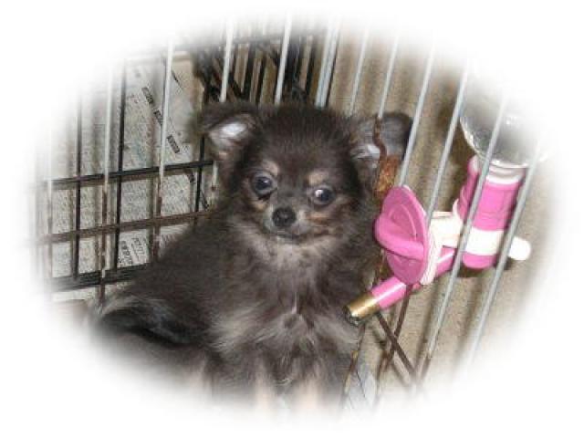 チワワ(ロングコート)