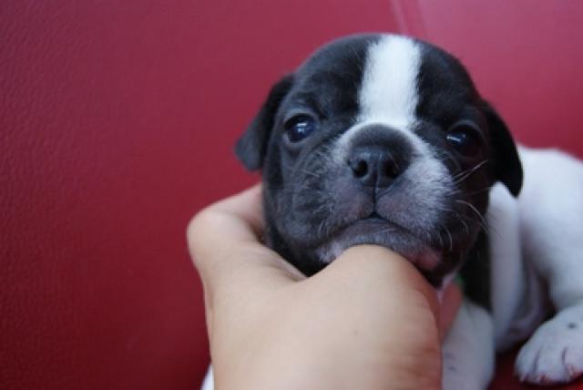 フレンチブルドッグ