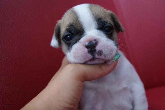 フレンチブルドッグ