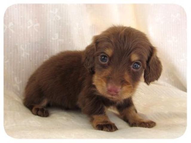 ミニチュアダックスフンド