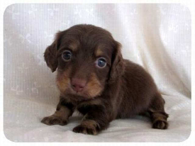 ミニチュアダックスフンド