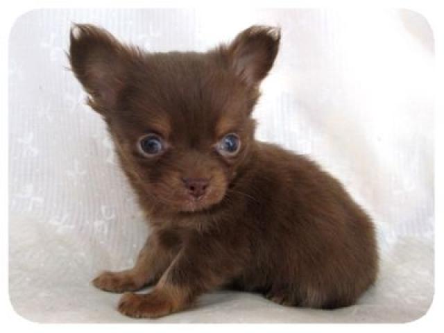 チワワ（ロングコート）