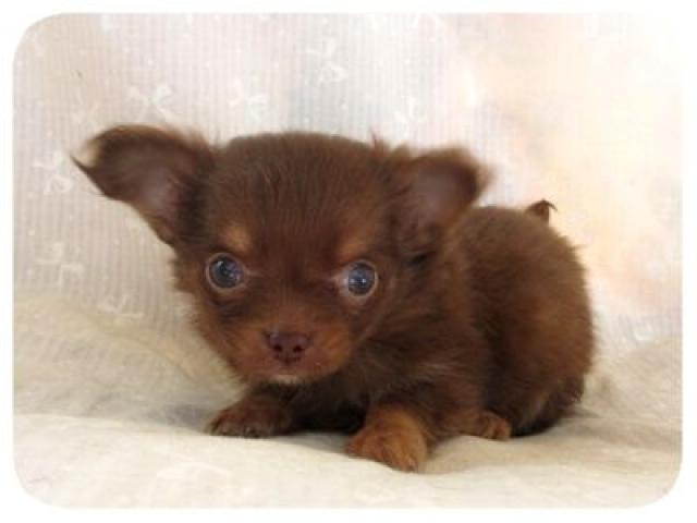 チワワ（ロングコート）