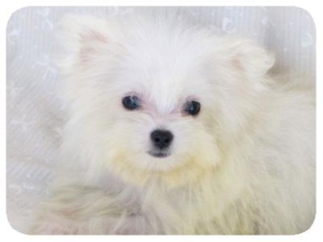 MIX☆マルチーズ＆ポメラニアン☆