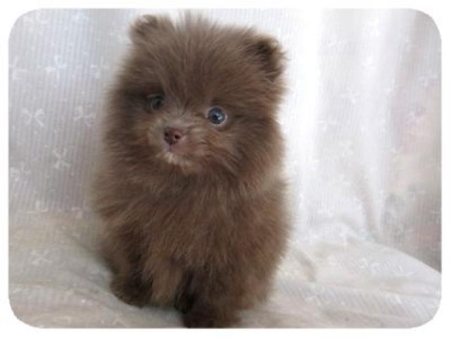 ポメラニアン