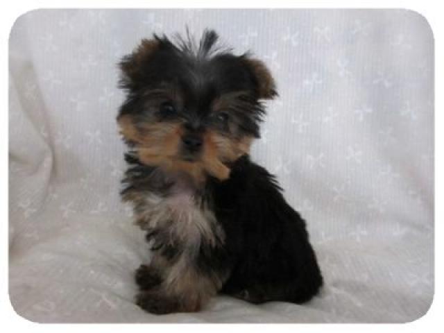 ヨークシャーテリア