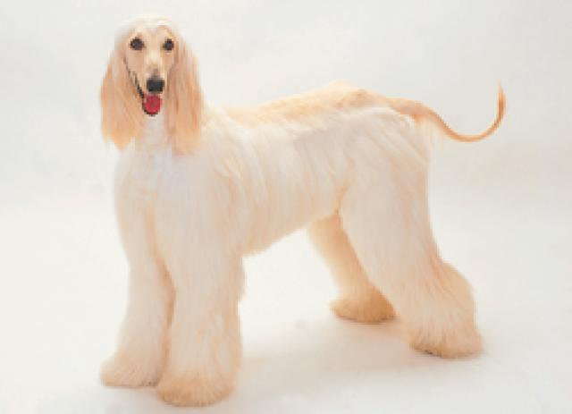 アフガンハウンド