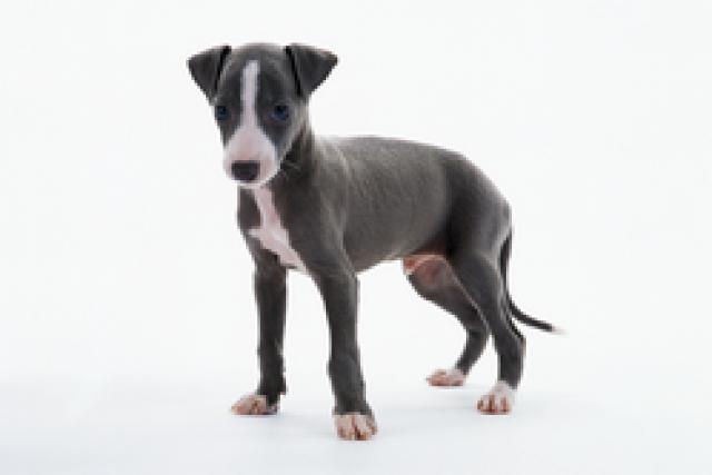 イタリアングレーハウンド