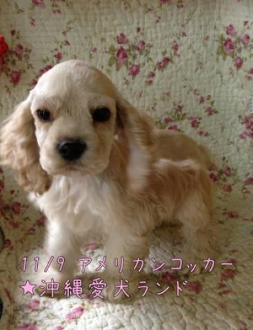 アメリカンコッカースパニエル