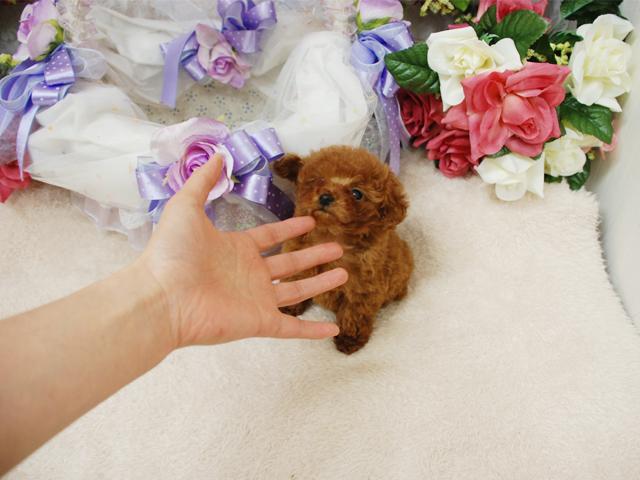 トイプードル