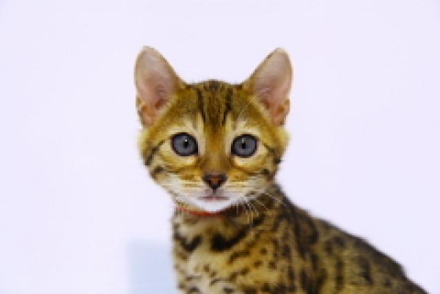 ベンガルブラウン・スポテッド・タビー