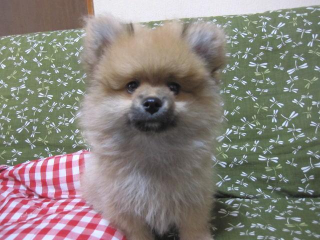 ポメラニアン
