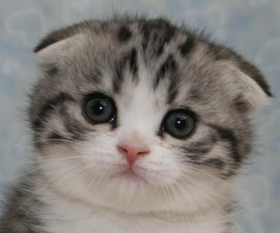 スコティッシュフォールド