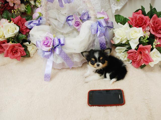 チワワ（ロングコート）